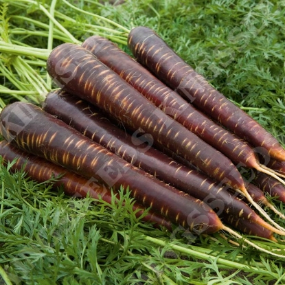 Picture of Carrot Purple Haze F1